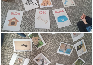 Kolaż przedstawia materiały edukacyjne z zajęć przedszkolnych grupy „Stokrotki”, na których dzieci zapoznawały się z wyglądem i rasami psów oraz przedmiotami niezbędnymi do ich pielęgnacji i codziennej opieki.