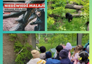 Kolaż zdjęć dzieci obserwujących niedźwiedzia malajskiego