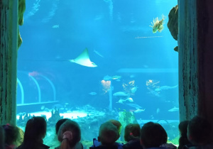 Dzieci z grupy Odkrywcy obserwują pływającą płaszczkę w oceanarium.