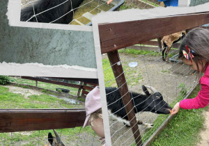 Przedszkolaki karmią kózki marchewkami.