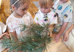 Dzieci oglądają gałązkę sosny przyniesioną z lasu.