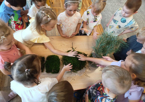 Na stoliku są trzy rodzaje mchu – dzieci sprawdzają poprzez dotyk jaki jest mech.