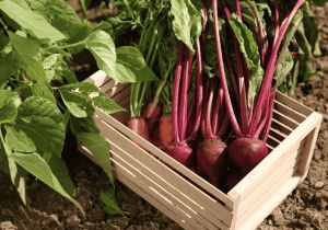 ”Warzywa w moim ogrodzie” - zajęcia dydaktyczne w „Biedronkach”