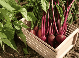 Warzywa w moim ogrodzie