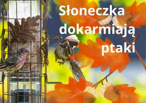 Napis Słoneczka dokarmiają ptaki.
