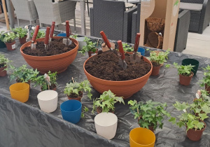 Stół przygotowany na którym stoją kwiatki, doniczki i ziemia.