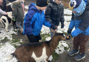 Dzieci karmią zwierzęta.