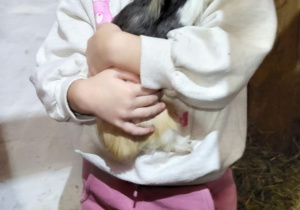 Dziewczynka trzyma świnkę morską.