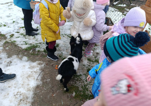 Dzieci z grupy „Misie” bawią się z kózkami.