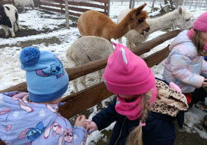 Dziewczynki z grupy „Misie” karmią marchewkami alpaki.