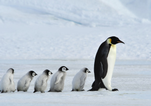 Grafika do Światowego Dnia Wiedzy o Pingwinach.