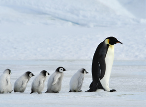 Dzień wiedzy o pingwinach w przedszkolu