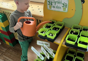 Chłopiec podlewa swoją roślinkę.