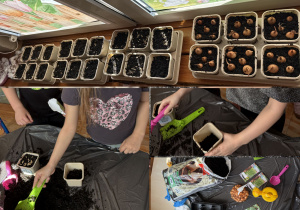 Dzieci z grupy Smerfy zakładają wiosenny ogródek w sali