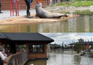 Pokazy akrobatyczne foki i zwierzęta w ZOO
