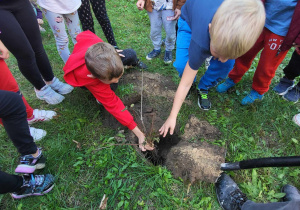 Dwóch chłopców w czerwonej i niebieskiej bluzce wkładają sadzonkę drzewa liściastego do wykonanego dołu.