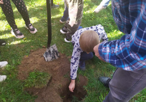 Chopiec z grupy Pszczółki wkłada do wykopanego dołka sadzonkę drzewa iglastego.